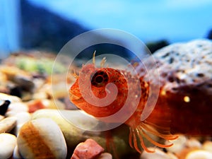 Zvonimir`s blenny Mediterranean fish - Parablennius zvonimiri