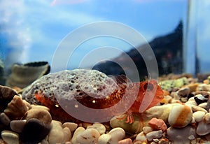 Zvonimir`s blenny Mediterranean fish - Parablennius zvonimiri