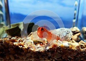 Zvonimir`s blenny Mediterranean fish - Parablennius zvonimiri