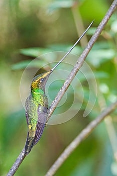 Zwaardkolibrie, Sword-billed Hummingbird, Ensifera ensifera