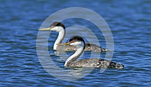 Zwanenhalsfuut, Western Grebe, Aechmophorus occidentalis