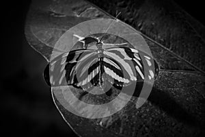 Zwart/witte vlinder met retro uitzicht