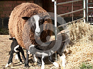 Zwartbles with triplets in the hay