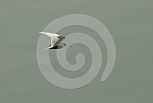Zwartbuikstern, Black-bellied Tern, Sterna acuticauda