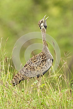 Zwartbuiktrap, Black-bellied Bustard, Lissotis melanogaster