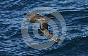 Zwarte Albatros, Sooty Albatross, Phoebetria fusca photo