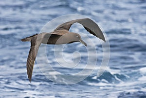 Zwarte Albatros, Sooty Albatros, Phoebetria fusca photo