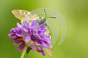 Zwarte apollovlinder, Clouded Apollo, Parnassius mnemosyne