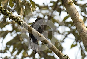 Zwarte Koekoek,  Black Cuckoo, Cuculus clamosus