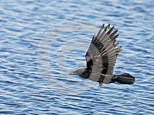 Zwarte Kraai, Carrion Crow, Corvus corone