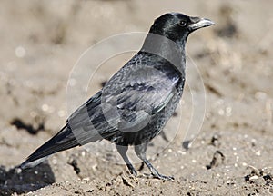 Zwarte Kraai, Carrion Crow, Corvus corone