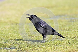 Zwarte Kraai, Carrion Crow, Corvus corone