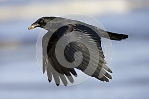 Zwarte Kraai, Carrion Crow, Corvus corone