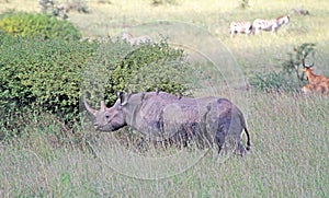 Zwarte Neushoorn, Black Rhinoceros, Diceros bicornis