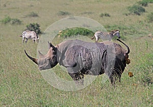 Zwarte Neushoorn, Black Rhinoceros, Diceros bicornis