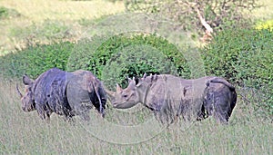 Zwarte Neushoorn, Black Rhinoceros, Diceros bicornis