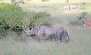   negro rinoceronte 