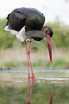 Zwarte Ooievaar, Black Stork, Ciconia nigra