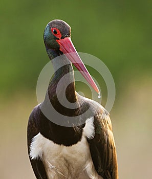 Zwarte Ooievaar, Black Stork, Ciconia nigra