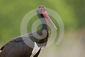 Zwarte Ooievaar, Black Stork, Ciconia nigra