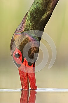 Zwarte Ooievaar, Black Stork, Ciconia nigra