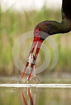 Zwarte Ooievaar, Black Stork, Ciconia nigra