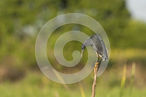 Zwarte Reiger, Black Heron, Egretta ardesiaca