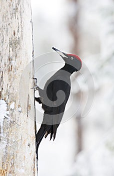 Zwarte Specht, Black Woodpecker, Dryocopus martius