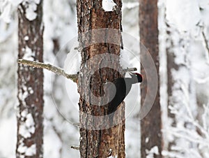 Zwarte Specht, Black Woodpecker, Dryocopus martius