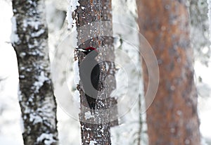 Zwarte Specht, Black Woodpecker, Dryocopus martius