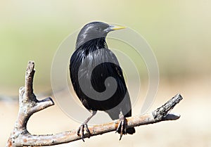 Zwarte Spreeuw, Spotless Starling, Sturnus unicolor photo