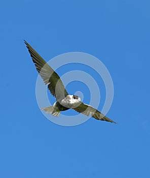 Zwarte Stern; Black Tern; Chlidonias niger