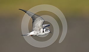 Zwarte Stern, Black Tern, Chlidonias niger