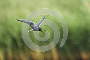 Zwarte Stern, Black Tern, Chlidonias niger