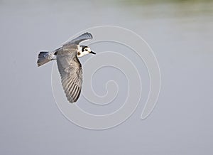 Zwarte Stern, Black Tern, Chlidonias niger