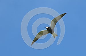 Zwarte Stern; Black Tern; Chlidonias niger