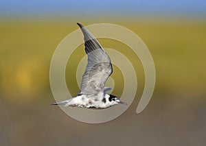Zwarte Stern, Black Tern, Chlidonias niger photo