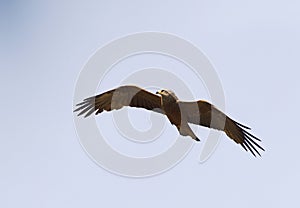 Zwarte Wouw, Black Kite, Milvus migrans