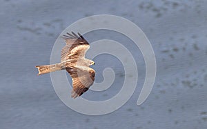 Zwarte Wouw; Black Kite; Milvus migrans