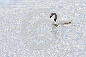 Zwarthalszwaan, Black-necked Swan, Cygnus melancoryphus