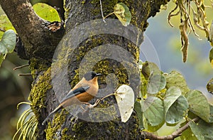 Zwartkapsibia, Rufous Sibia, Heterophasia capistrata