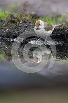 Zwartkop, Blackcap, Sylvia atricapilla