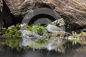 Zwartkop, Blackcap, Sylvia atricapilla