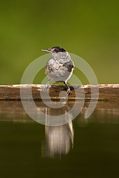 Zwartkop, Blackcap, Sylvia atricapilla