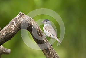 Zwartkop, Eurasian Blackcap, Sylvia atricapilla