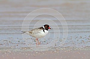 Zwartkopplevier, Hooded Plover, Thinornis cucullatus