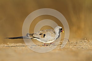 Zwartmaskerduif, Namaqua Dove, Oena capensis capensis