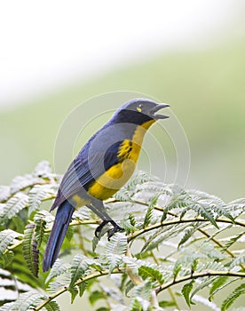 Zwartwangbergtangare, Santa Marta Mountain-Tanager, Anisognathus melanogenys