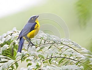 Zwartwangbergtangare, Santa Marta Mountain-Tanager, Anisognathus melanogenys photo