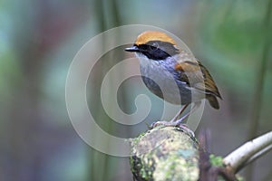 Zwartwangmuggeneter, Black-cheeked Gnateater, Conopophaga melanops